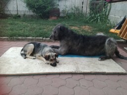 At home summer 2021  Arion, Julka